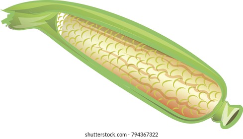 Corncob vector illustration isolated on white background