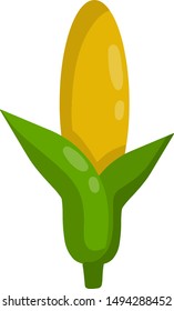 Corncob. Yellow green plant. Farming item. Corn and maize. Natural food. Cartoon flat illustration