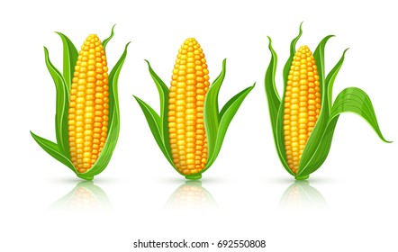 Corncobs with yellow corns and green leaves set, white background. Ripe corn vegetables isolated, Eps10 vector illustration.