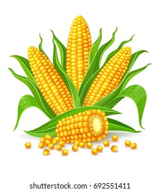 Corncobs with yellow corns and green leaves group, white background. Ripe corn vegetables isolated, Eps10 vector illustration.