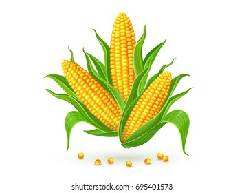 Corncobs with yellow corns and green leaves group, white background. Ripe corn vegetables isolated, Eps10 vector illustration.