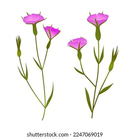 Corncockle. Agrostemma githago, planta médica. Flor silvestre rosa. Ilustración de vector botánico dibujada a mano