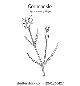 Corncockle (Agrostemma githago), planta medicinal. Ilustración de vector botánico dibujada a mano