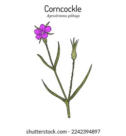 Corncockle (Agrostemma githago), planta medicinal. Ilustración de vector botánico dibujada a mano