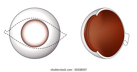 Cornea and sclera of the eye