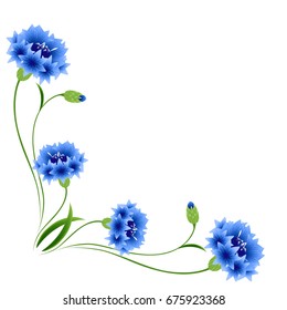 Corner with blue cornflowers on a white background.