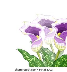 corner calla lily flower purple Vector illustration