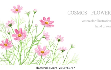 Corner decoration of cosmos flowers painted by watercolor