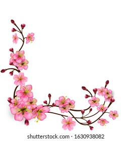 Corner pattern of sakura branches with flowers and buds. Detailed Cherry blossoms. Spring Tree branches with realistic pink inflorescences. Isolated on white background. Vector illustration