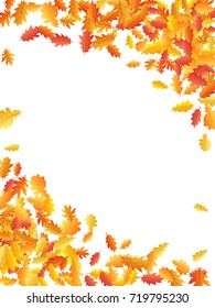 Corners of oak leaf vector frame or border illustration with white background. Autumn foliage, seasonal image. Red, yellow, orange and brown dry oak tree leaves background pattern.