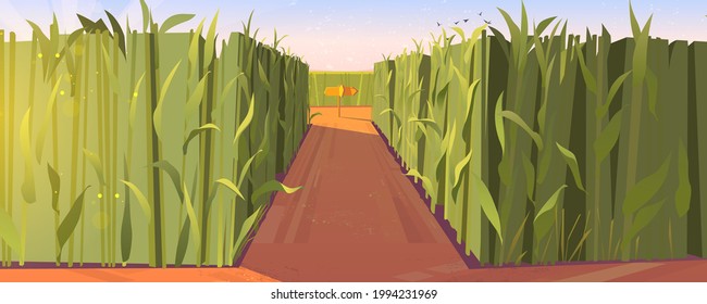 Cornfield day landscape with wooden road pointers and high green plants. Choice of way concept with signposts pointing on path fork. Labyrinth, maze, choosing direction, Cartoon vector illustration