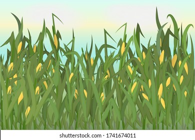 A cornfield with ripe cobs against a blue sky. Background image. Vector illustration.