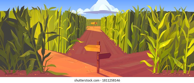 Cornfield with wooden road pointers and high green plant stems. Choice of way concept. Landscape with signposts pointing on paths fork. Labyrinth, maze, choosing direction, Cartoon vector illustration