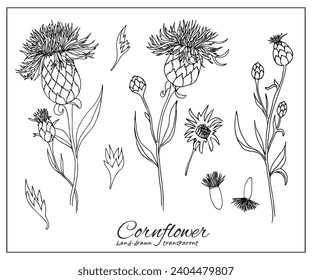 Cornflower black ink vector illustration. Wildflower, honey plant doodle set for design, decoration, coloring book