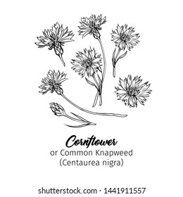 Cornflower black ink vector sketches set. Summer honey plant with name engraved sketch. Common knapweed flower, buds outline. Centaurea botanical black and white drawing with latin inscription