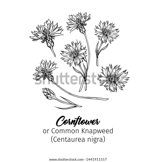 Cornflower black ink vector sketches set.\
Summer honey plant with name engraved sketch. Common knapweed\
flower, buds outline. Centaurea botanical black and white drawing\
with latin\
inscription