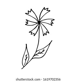 Cornflower black and white illustration in doodle style. Field beautiful flower, spring and summer