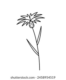 Cornflower. Blooming meadow plant. Centaurea. Hand drawn sketch icon of summer flower. Isolated vector illustration in doodle line style.