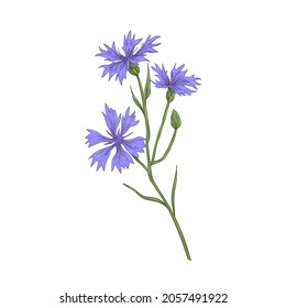 Cornflower, blossomed floral plant. Vintage botanical drawing of knapweed, wild flower. Realistic field bluebottle. Hand-drawn vector illustration of Centaurea cyanus isolated on white background