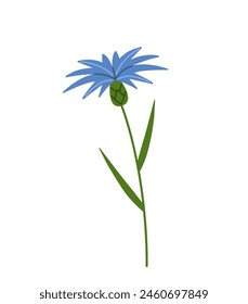 Cornflower. Blue wildflower. Centaurea cyanus. Flat vector illustration isolated on white background.