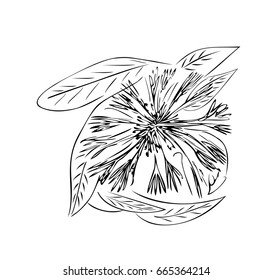 Cornflower / cartoon vector and illustration, hand drawn, sketch style.