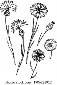 Cornflower (Centaurea cyanus)
Ilustración del vector botánico dibujada a mano. Conjunto de vectores florales.  Elementos aislados dibujados a mano sobre blanco. 
conjunto de esbozo dibujado a mano de estilo. 
