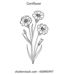 Cornflower (Centaurea cyanus), medicinal and honey plant. Hand drawn botanical vector illustration