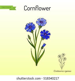 Cornflower (Centaurea cyanus), medicinal and honey plant. Hand drawn botanical vector illustration