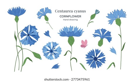 Cornflower Centaurea cyanus vector set with blue wildflowers, buds, stems, leaves and petals. Hand drawn botanical flat illustration with butterfly, isolated on white background