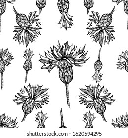 Cornflower. Collection of hand drawn flowers and plants. Set of medicinal herbs sketch. Black and white illustration in the style of engraving. Botanical plant illustration. Seamless pattern.