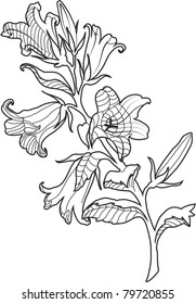 cornflower engraved vector illustration for your design