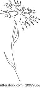 Cornflower field flower. Continuous line drawing. Vector illustration