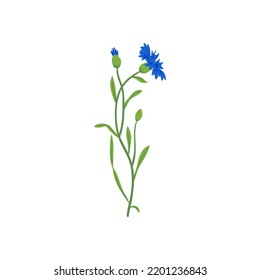 Ilustración vectorial de campo de flor de maíz. Flor de pradera salvaje de verano, planta de miel. Azul Knapweed aislado en blanco. Elemento de diseño floral botánico Centaurea