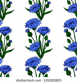 Cornflower floral seamless background isolated on the white. Vector artwork. Botanical design with blue cornflower.