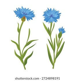 Flor de córnea. Clipart de vetor plano, ilustração com plano de fundo isolado.