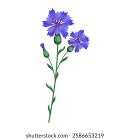 A cornflower flower isolated on a white background.Vector flower illustration for postcards,textiles.