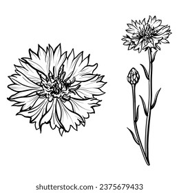 Flor de flor de maíz sobre fondo blanco. Ilustración vectorial de las flores de maíz.