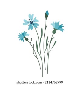 Cornflower flower vector illustration isolated on white background in modern simple style