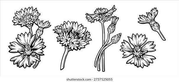 Cornflower Flower Vector Set, Botanical Line Art Centaurea Cyanus Illustration Isolated on White