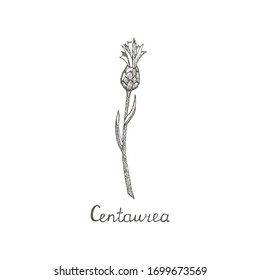 Cornflower, isolated. Collection of hand drawn flowers and plants. Set of drawing cornflowers, floral elements, hand drawn botanical illustration.