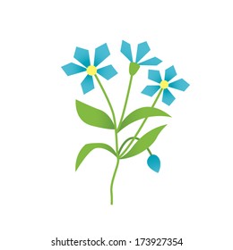 cornflower isolated on white