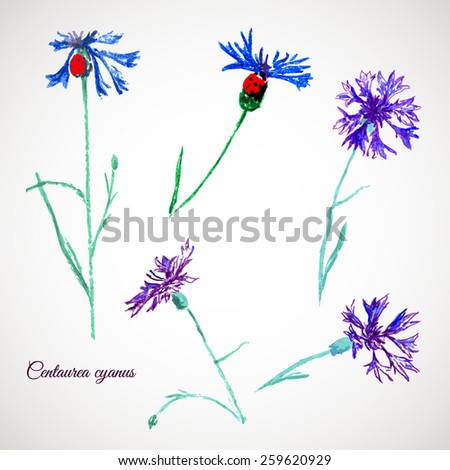  Cornflower with ladybug (bachelor's button, bluebottle, boutonniere flower, hurtsickle,  cyani flower). 
Watercolor hand drawn sketch. 
Botanical vector illustration. 