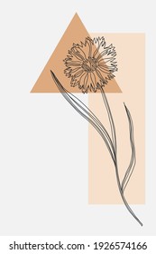 Afiche mínimo de Cornflower. Flores de nuez negra dibujadas a mano y hojas con forma abstracta. Colección de plantas herbales y praderas, decoración floral de arte mural moderno. Ilustración botánica vectorial