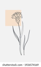 Cornflower minimal poster. Hand drawn line black knapweed flowers and leaves with abstract shape. Herbal and meadow plant collection, modern wall art floral decor. Vector botanical illustration