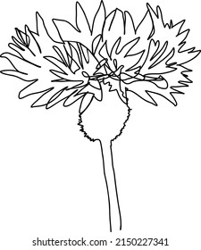 
Line’s Cornflower With Monoline Flower