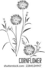 Cornflower officinalis en silueta vectorial. Esquema de hierbas medicinales Centaurea cyanus. Conjunto de Cornflowers en Línea para imagen vectorial de medicina. Dibujo de contorno de la planta curadora Cornflower blue officinalis