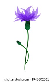 Cornflower on a white background. Wild summer flowers