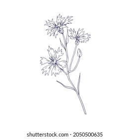 Cornflower, bosquejo botánico delineado. Dibujo esquemático vintage de la planta floral silvestre de knapweed. Grabación detallada de la tortuga azul. Ilustración vectorial de la flor silvestre aislada en fondo blanco