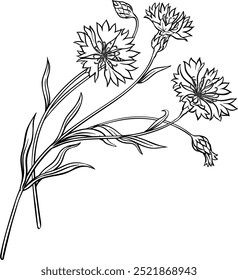 Cornflower Plant Isolated Outline Illustration.