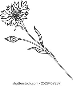 Cornflower Plant Isolated Outline Illustration.